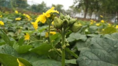Luffa aegyptiaca, Sünger kabağı, Mısır salatalığı veya Vietnam luffası, Güney 'de yetişen ve meyveleri için yetiştirilen yıllık bir sarmaşık türüdür.