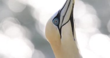 Bulanık bir arka planda kuzey sümsük kuşunun (Morus bassanus) kafasının yakın plan görüntüsü.
