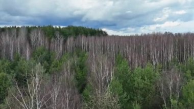 Ormanın ve mavi gökyüzünün havadan çekilmiş görüntüsü.