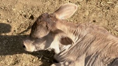 Çayırdaki sevimli buzağı kırsal çiftlik yaşamının oyun ve dinlenme konsepti