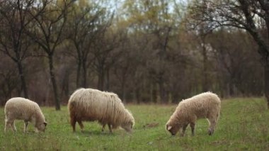 Bir grup koyun gündüz vakti tarlada otluyor..