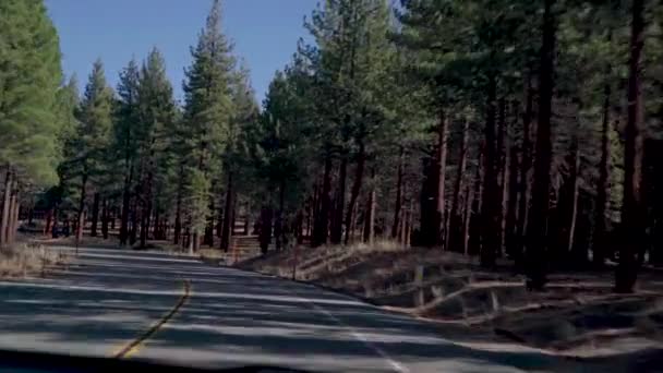 Pov Conducir Largo Carretera Forestal Norte California Claro Día Soleado — Vídeos de Stock