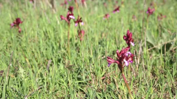Mooie Roze Vlinder Orchidee Een Weide Orchis Papilionacea Ongecultiveerde Bloemen — Stockvideo