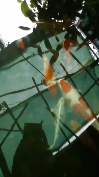 Een Verticaal Beeldmateriaal Van Een Aquarium Met Koi Vissen — Stockvideo