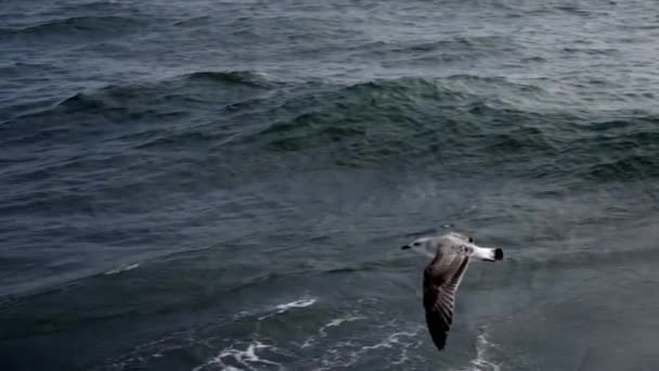 Fiskmåsen Slomo Flyger Vattnet — Stockvideo