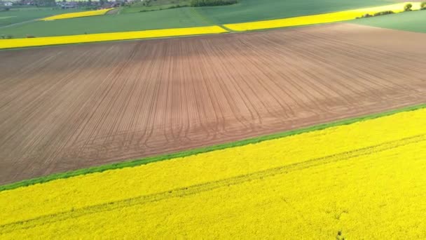 Luftaufnahme Eines Gelb Blühenden Rapsfeldes Und Eines Frisch Geeggten Feldes — Stockvideo