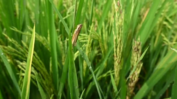 Locust Sitting Green Grass — Stock Video