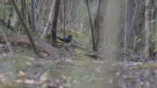 一个黑鸟在光秃秃的树枝林中散步的镜头 — 图库视频影像