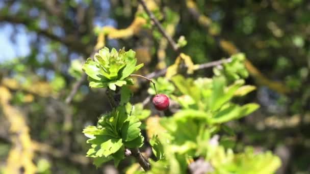 Κόκκινα Φρούτα Χοιρομητέρες Από Κοινό Λευκάκανθο Άνθη Μαγιάς Μαΐου Ανθοφόρα — Αρχείο Βίντεο