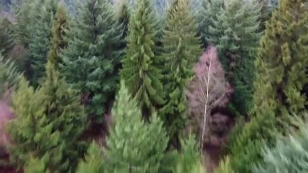 Hava Aracı Odenwald Ormanındaki Kuru Kozalaklı Ağaçların Üzerinden Uçuyor — Stok video
