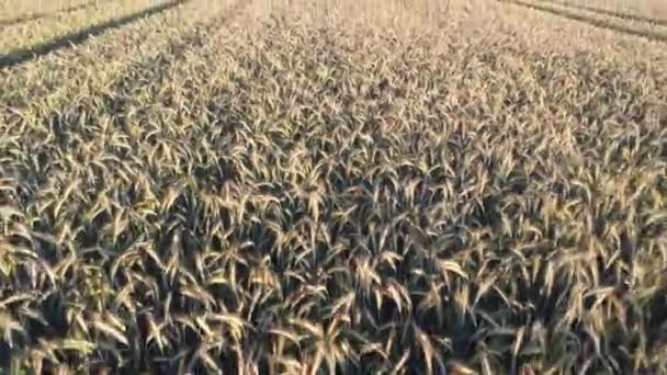 Drone Flight Barley Field Summer Sunset Barley Harvested — Stock Video
