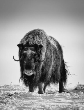 3 Şubat 2011 'de William Kleedehn tarafından yakalanmıştır.