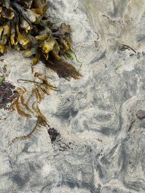 Kum desenleri ve deniz yosunu kumlu bir okyanusta.