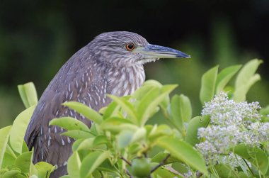 Siyah taçlı bir gece balıkçısının (Nycticorax nycticorax) yapraklarının arkasında uzun bir gagası olan makro görüntüsü.