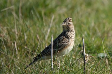 Yeşil çimenlerdeki tarla kuşu gibi sığ bir odak noktası
