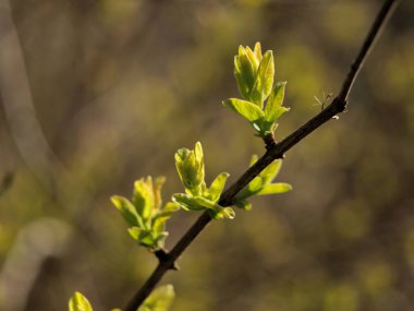 Bir dalda yeni yetişmiş yaprakların seçici odak noktası.