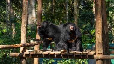 Hayvanat bahçesinde oynayan siyah ayılar