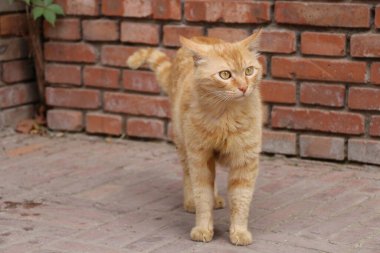 Güneşli bir günde, bahçede şirin bir kedinin yakın çekimi.