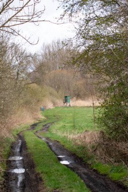 Ormandaki ağaçlı avcı manzarası.