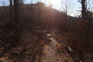 Ormandaki ağaçların arasında bir patika.