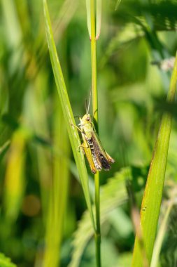 Bulanık arka planda çimlerin üzerinde bir çekirgenin dikey yakın çekimi