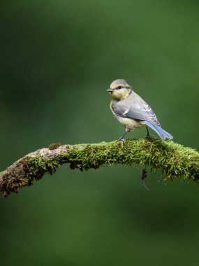 A vertical shot of a Blue Tit bird sitting on a branch covered with green moss on a blurry background