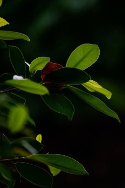 Bir Çin banyan yapraklarının dikey seçmeli odak çekimi (Ficus microcarpa)