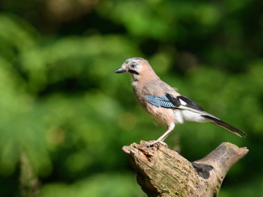 Bulanık arka planda yosunlu bir dalda duran renkli bir kuş..