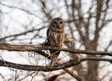 Bir ağaç dalına tünemiş kahverengi bir baykuş