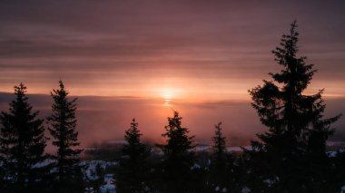 Güneşin tepeden yükseldiği sisli bir sabahta gün doğumu ön planda büyük çam ağaçları