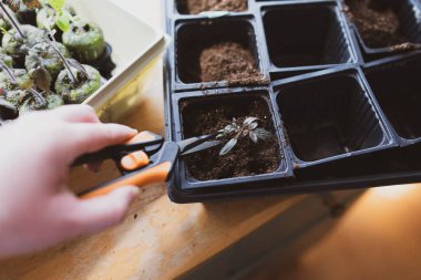 Bahçıvanlığa hazırlanmak için domates fidelerini evde yetiştirmeye başlıyorlar.