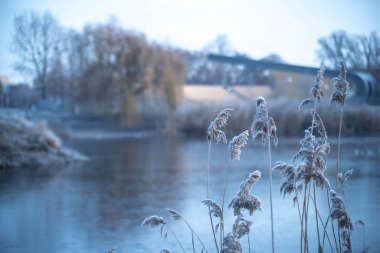 Nehir kenarındaki uzun kamışların seçici odak noktası.