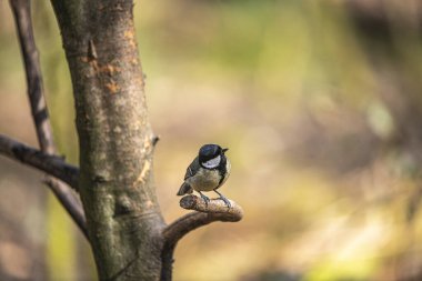 A shallow focus of an adorable great tit perching on the tree branch