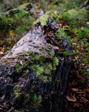Düşen yosunlu kütüğün dikey görüntüsü.