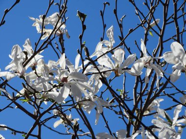 Ağaçtaki manolya çiçeklerinin yakın plan çekimi..