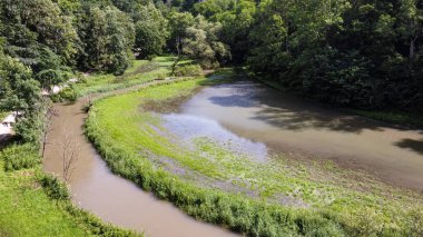 Güneşli bir günde, yemyeşil bir ormanda çamurlu bir nehir