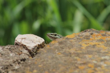 Bulanık arka planda bir kayanın arkasındaki kertenkelenin yakın plan fotoğrafı.
