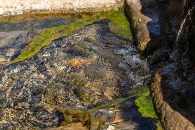 kristal berrak su ve yeşil algler (Didymosphenia geminata)