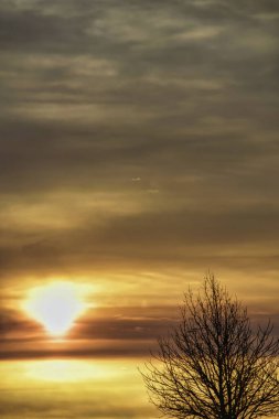 Çıplak ağacın üzerinde güzel bir gün doğumu manzarası