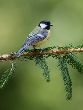 A vertical selective focus shot of a Great Tit bird sitting on a fir branch . Blurred background