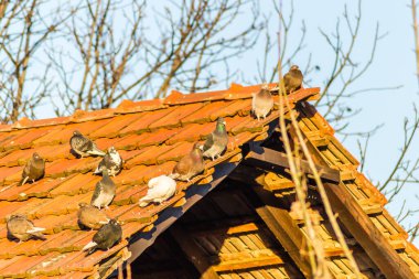 Kırmızı kiremitleri olan harap bir çatıda bir güvercin sürüsü