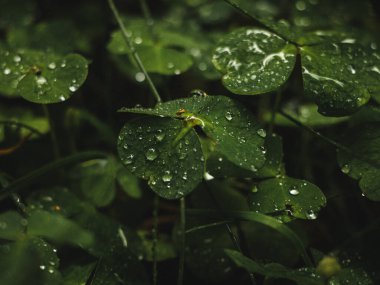 Çiğ yeşil yaprakların makro görüntüsü