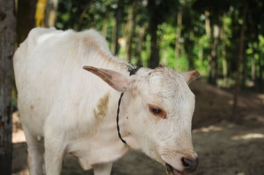 Bangladeş 'te güzel beyaz bir inek..