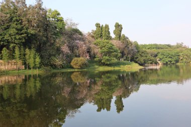 Ağaçlarla, bitkilerle ve yansımalarıyla sakin bir göl.