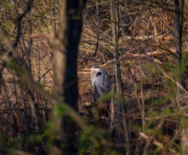 Ormandaki büyük mavi balıkçıl
