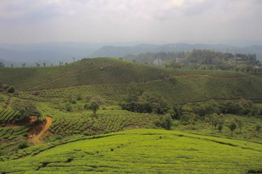 Yeşil tarla görüntüsü.
