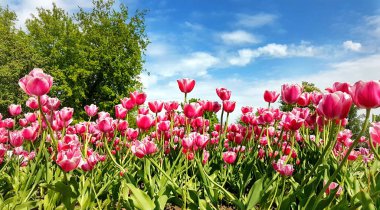 Saint Petersburg, Rusya 'da pembe lalelerle dolu bir tarla