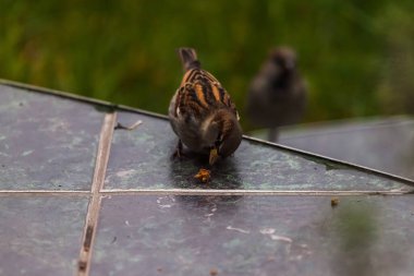Sonbahar bahçesindeki serçe yemek arıyor.