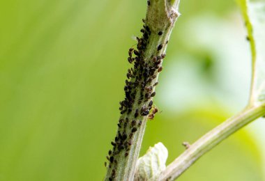 a close-up of aphid insects on the stem of a plant, bug, infestation clipart