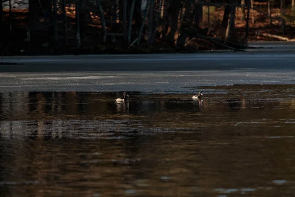 Dois Patos Nadando Lago Escuro Floresta Dia Sombrio — Fotografia de Stock